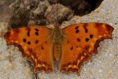 Chiasmia chiasmia - Südlicher C-Falter (Ähnlicher Perlmuttfalter)